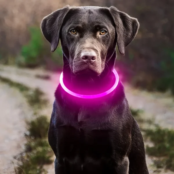 Pet Dog LED Light Collar Luminous Anti-Lost Dog Collar USB Rechargeable Dog Necklace Collar - Image 3