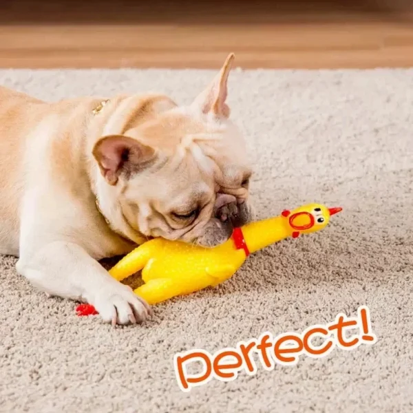 Funny Screaming Chicken Pet Dog Chew Toys Squeeze Sound Molar Chew Toys for Small Medium Large Dogs Chicken Pet Dog Toy Puppy - Image 2